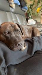 Reunited Male Dog last seen Quincy and resivor, Aurora, CO 80013