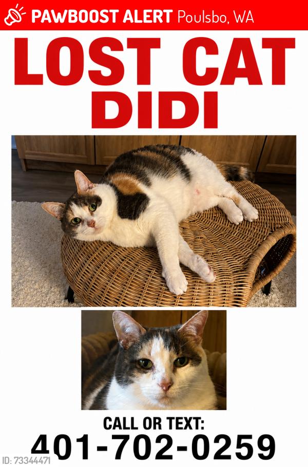 Lost Female Cat last seen Blue Heron, near Noll St, Poulsbo Elementary, Poulsbo, WA 98370