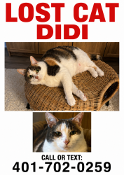 Lost Female Cat last seen Blue Heron, near Noll St, Poulsbo Elementary, Poulsbo, WA 98370