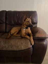 Reunited Female Dog last seen HW410, San Antonio, TX 78218