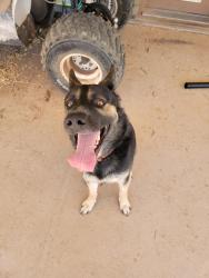 Found/Stray Male Dog last seen 28th st and Siesta lane near PVCC, Phoenix, AZ 85050