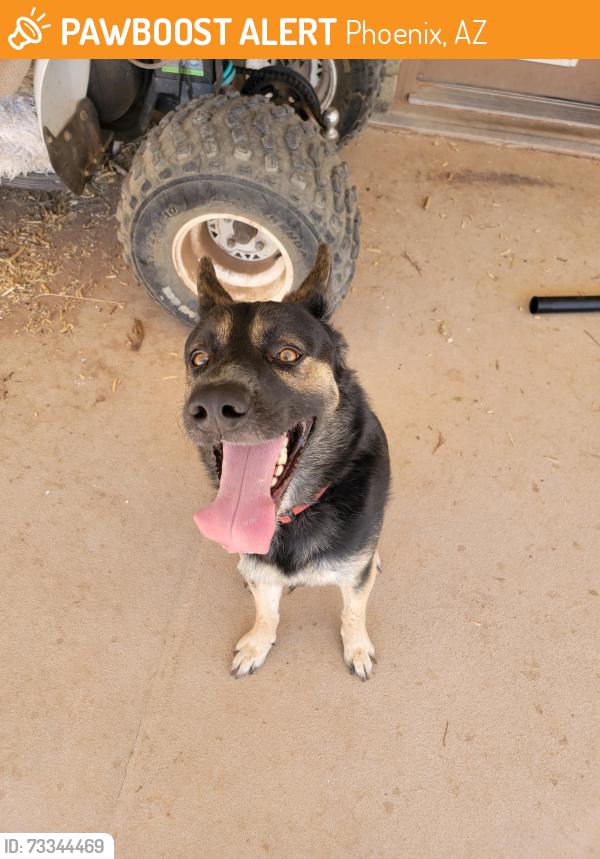 Found/Stray Male Dog last seen 28th st and Siesta lane near PVCC, Phoenix, AZ 85050