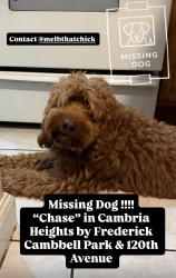 Lost Male Dog last seen Francis Lewis Blvd. and 120th Ave., Queens, NY 11411