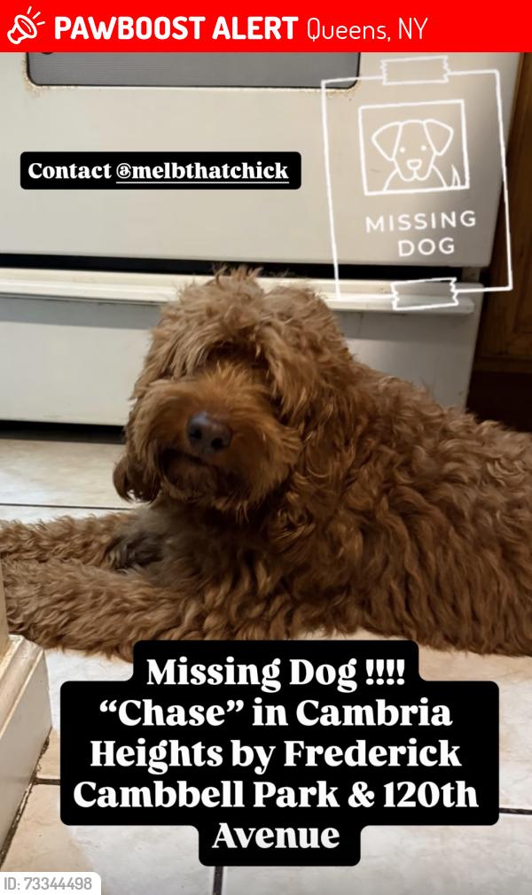 Lost Male Dog last seen Francis Lewis Blvd. and 120th Ave., Queens, NY 11411