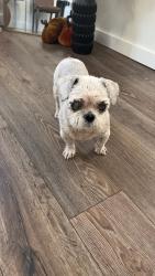 Reunited Female Dog last seen Blueberry Hill Dr & Woodson Rd, Oak Ridge North, TX 77385, USA, Oak Ridge North, TX 77385