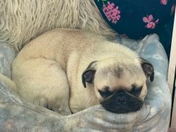 Lost Male Dog last seen Near S Euclid, San Diego, CA 92114