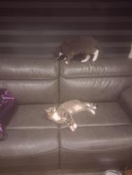 Lost Female Cat last seen Lakeview rv park decatur tn, Decatur, TN 37322
