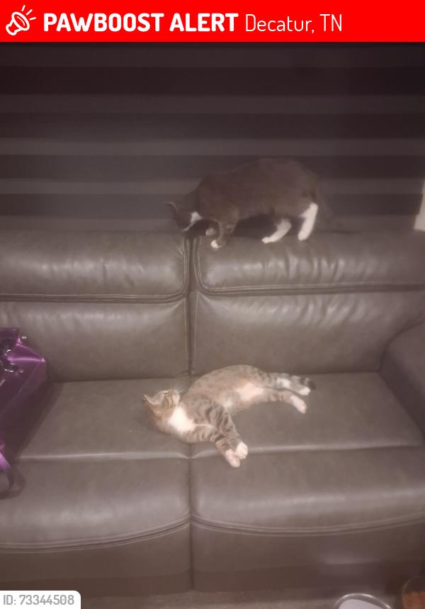 Lost Female Cat last seen Lakeview rv park decatur tn, Decatur, TN 37322