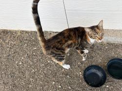 Found/Stray Female Cat last seen Underneath Moody Rail Road Station -, Temple, TX 76504