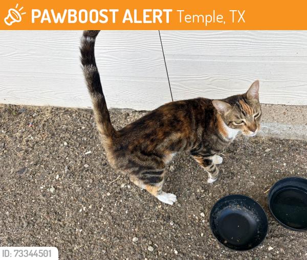 Found/Stray Female Cat last seen Underneath Moody Rail Road Station -, Temple, TX 76504