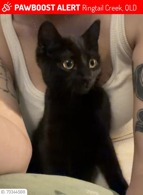 Lost Female Cat last seen hse with 8ft iron gates and gargoyles, Ringtail Creek, QLD 4565