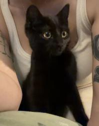Lost Female Cat last seen hse with 8ft iron gates and gargoyles, Ringtail Creek, QLD 4565