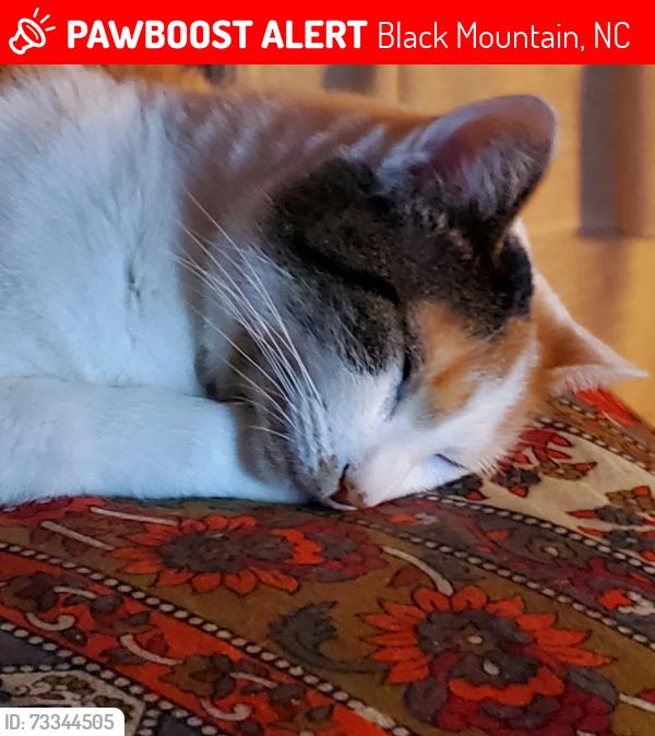 Lost Female Cat last seen Hwy 70 behind Hopi & Co, Black Mountain, NC 28711
