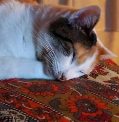 Lost Female Cat last seen Hwy 70 behind Hopi & Co, Black Mountain, NC 28711