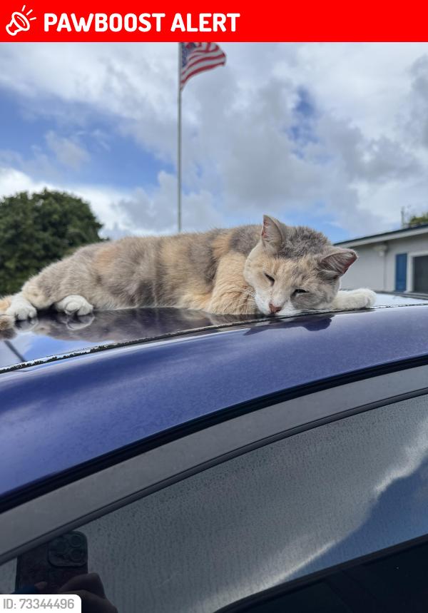 Lost Female Cat last seen Florida mango and Bridgeman Drive, West Palm Beach, FL 33409