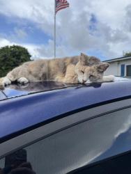 Lost Female Cat last seen Florida mango and Bridgeman Drive, West Palm Beach, FL 33409