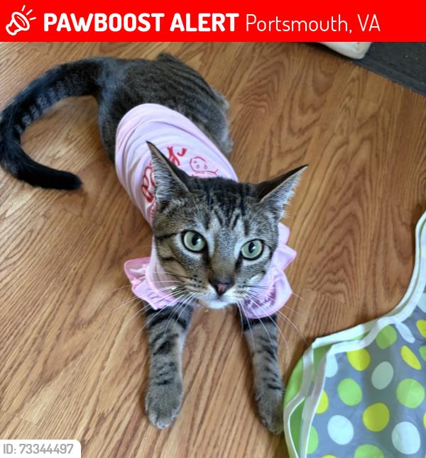 Lost Female Cat last seen Gloucester ave and Sumter St, Portsmouth, VA 23702