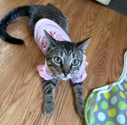 Lost Female Cat last seen Gloucester ave and Sumter St, Portsmouth, VA 23702