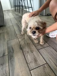 Reunited Female Dog last seen Peoria high school, Peoria, AZ 85345