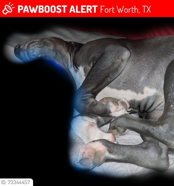 Lost Male Dog last seen Near kellis st, Fort Worth, TX 76119