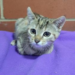 Shelter Stray Female Cat last seen , 2951 S 1st St, Cabot, AR 72023, USA