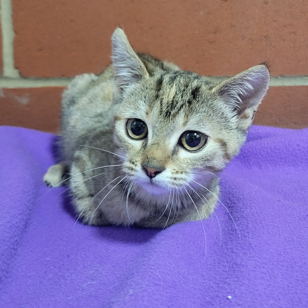 Shelter Stray Female Cat last seen , 2951 S 1st St, Cabot, AR 72023, USA