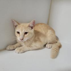Shelter Stray Male Cat last seen , 2951 S 1st St, Cabot, AR 72023, USA