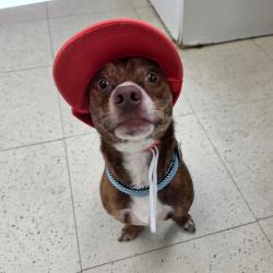 Shelter Stray Male Dog last seen , 167 Conklin Ave, Binghamton, NY 13903, USA
