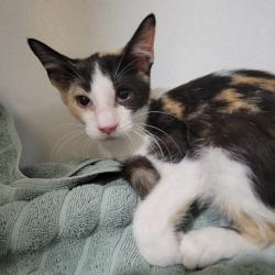 Shelter Stray Female Cat last seen , 2951 S 1st St, Cabot, AR 72023, USA