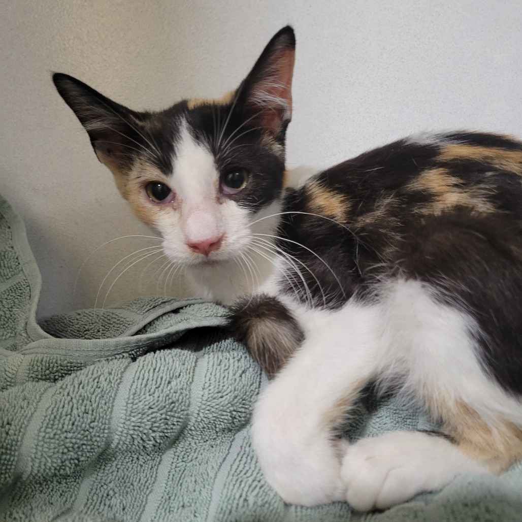 Shelter Stray Female Cat last seen , 2951 S 1st St, Cabot, AR 72023, USA