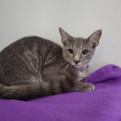 Shelter Stray Male Cat last seen , 2951 S 1st St, Cabot, AR 72023, USA
