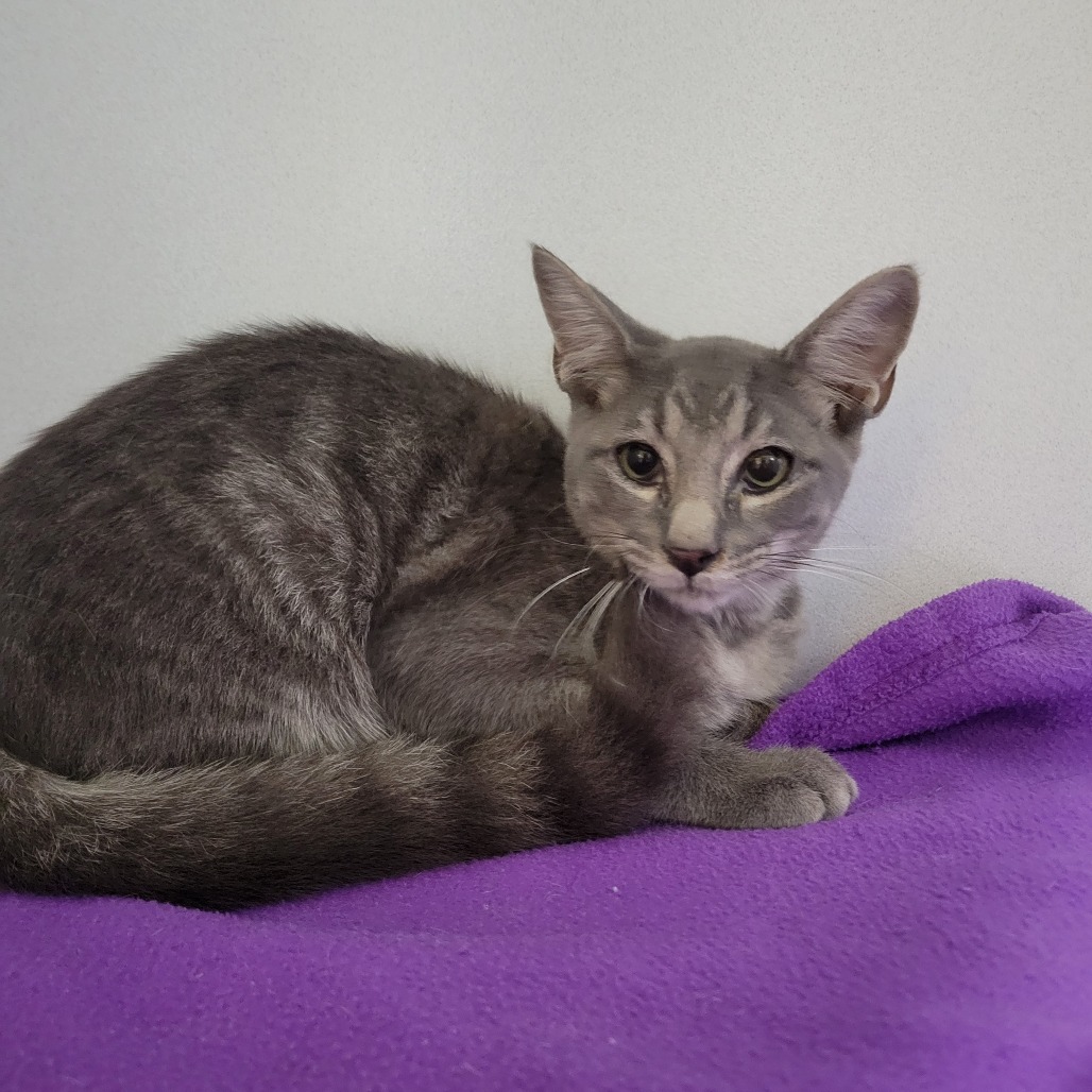 Shelter Stray Male Cat last seen , 2951 S 1st St, Cabot, AR 72023, USA