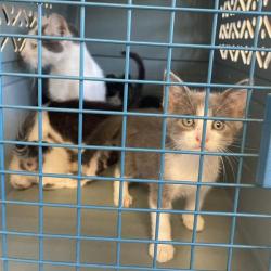 Shelter Stray Unknown Cat last seen , 12910 Yukon Ave, Hawthorne, CA 90250, USA