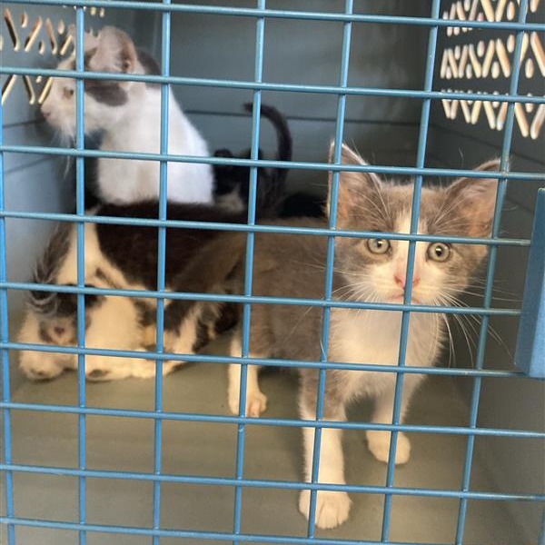 Shelter Stray Unknown Cat last seen , 12910 Yukon Ave, Hawthorne, CA 90250, USA