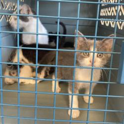 Shelter Stray Unknown Cat last seen , 12910 Yukon Ave, Hawthorne, CA 90250, USA