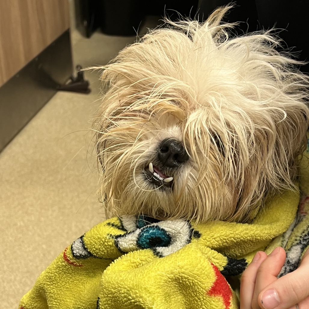 Shelter Stray Female Dog last seen , 54687 Co Rd 19, Bristol, IN 46507, USA