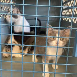 Shelter Stray Unknown Cat last seen , 12910 Yukon Ave, Hawthorne, CA 90250, USA