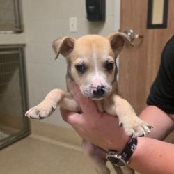 Shelter Stray Male Dog last seen , 54687 Co Rd 19, Bristol, IN 46507, USA