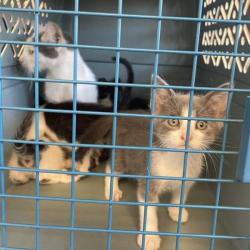 Shelter Stray Unknown Cat last seen , 12910 Yukon Ave, Hawthorne, CA 90250, USA