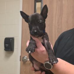 Shelter Stray Male Dog last seen , 54687 Co Rd 19, Bristol, IN 46507, USA