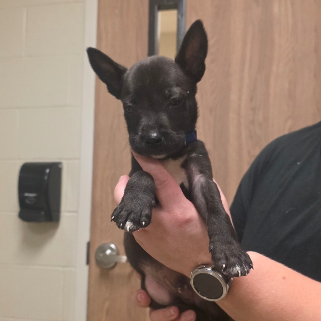 Shelter Stray Male Dog last seen , 54687 Co Rd 19, Bristol, IN 46507, USA