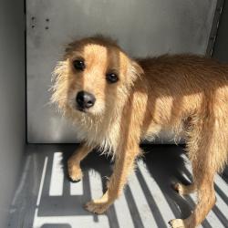 Shelter Stray Male Dog last seen , 980 Guilford College Rd, Greensboro, NC 27409, USA