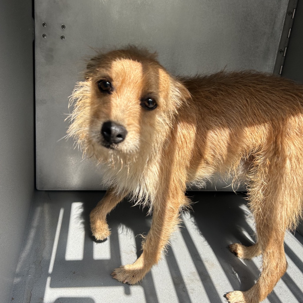 Shelter Stray Male Dog last seen , 980 Guilford College Rd, Greensboro, NC 27409, USA