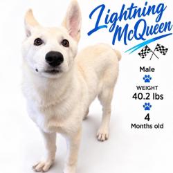 Shelter Stray Male Dog last seen , 2350 Appling City Cove, Memphis, TN 38133, USA