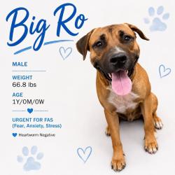 Shelter Stray Male Dog last seen , 2350 Appling City Cove, Memphis, TN 38133, USA