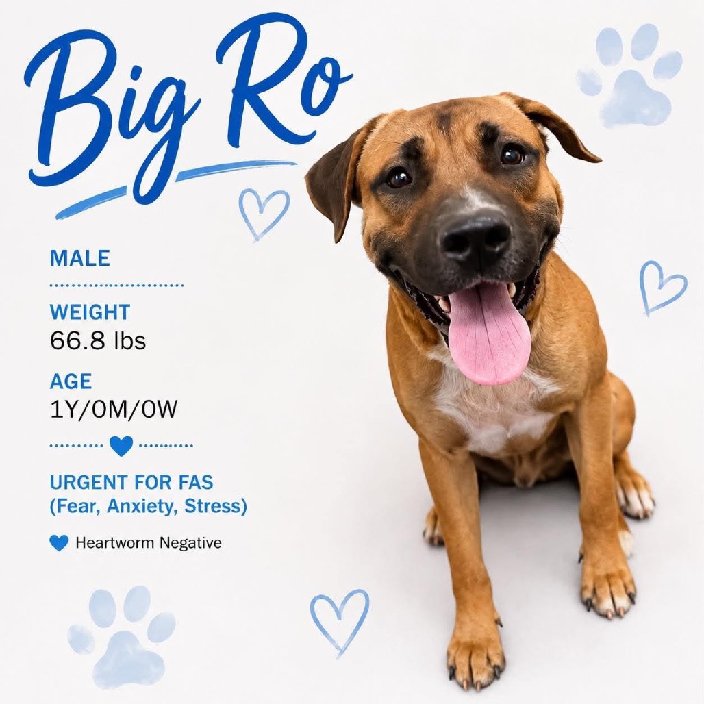 Shelter Stray Male Dog last seen , 2350 Appling City Cove, Memphis, TN 38133, USA