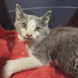 Shelter Stray Male Cat last seen , 4500 N Access Rd, Chattanooga, TN 37415, USA