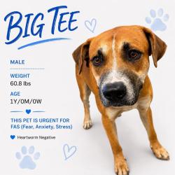 Shelter Stray Male Dog last seen , 2350 Appling City Cove, Memphis, TN 38133, USA