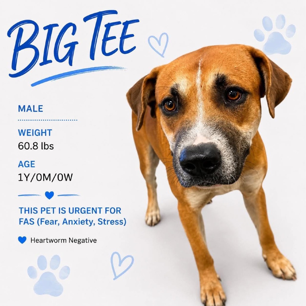 Shelter Stray Male Dog last seen , 2350 Appling City Cove, Memphis, TN 38133, USA