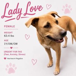 Shelter Stray Female Dog last seen , 2350 Appling City Cove, Memphis, TN 38133, USA